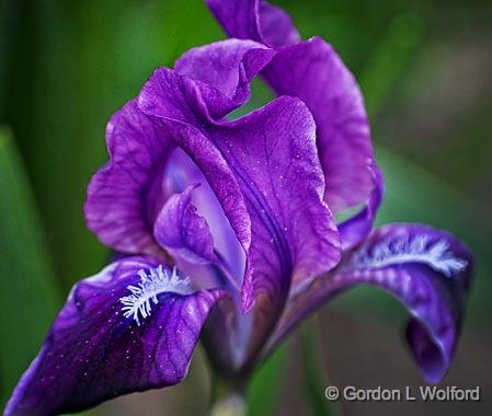 Purple Iris_53408.jpg - Photographed near Carleton Place, Ontario, Canada.